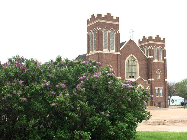 St John lilacs